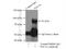 PPARG Coactivator 1 Alpha antibody, 20658-1-AP, Proteintech Group, Immunoprecipitation image 