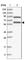 Ring Finger Protein 25 antibody, HPA036420, Atlas Antibodies, Western Blot image 