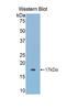 Acid Phosphatase 1 antibody, LS-C419819, Lifespan Biosciences, Western Blot image 