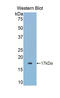 Acid Phosphatase antibody, LS-C419819, Lifespan Biosciences, Western Blot image 