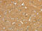 Glycogen Phosphorylase L antibody, CSB-PA185772, Cusabio, Immunohistochemistry frozen image 