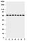 NADPH Oxidase 4 antibody, R31029, NSJ Bioreagents, Western Blot image 