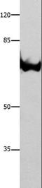 Annexin A6 antibody, LS-C400556, Lifespan Biosciences, Western Blot image 