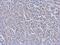 Cell Division Cycle 34 antibody, MA1-23174, Invitrogen Antibodies, Immunohistochemistry frozen image 