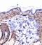 Collagen Type I Alpha 1 Chain antibody, NBP1-77458, Novus Biologicals, Immunohistochemistry frozen image 