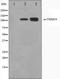 Tripartite Motif Containing 24 antibody, orb224605, Biorbyt, Western Blot image 