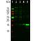 AIF1 antibody, M01394-2, Boster Biological Technology, Western Blot image 