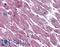 ADCYAP Receptor Type I antibody, LS-A945, Lifespan Biosciences, Immunohistochemistry paraffin image 