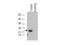 Phospholipid hydroperoxide glutathione peroxidase, mitochondrial antibody, TA319336, Origene, Western Blot image 