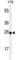 Serotonin acetylase antibody, abx034449, Abbexa, Western Blot image 