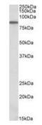 Aldehyde Dehydrogenase 18 Family Member A1 antibody, orb125065, Biorbyt, Western Blot image 