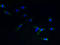 Tachykinin Receptor 1 antibody, LS-C211289, Lifespan Biosciences, Immunofluorescence image 