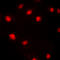 p21 antibody, GTX32376, GeneTex, Immunocytochemistry image 
