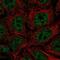Serine Protease 22 antibody, NBP2-13817, Novus Biologicals, Immunocytochemistry image 