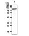 Signal transducer and activator of transcription 1-alpha/beta antibody, GTX57588, GeneTex, Western Blot image 