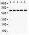 SHC Adaptor Protein 1 antibody, PA5-79996, Invitrogen Antibodies, Western Blot image 