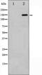 Rho GTPase Activating Protein 35 antibody, GTX52344, GeneTex, Western Blot image 