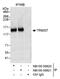 Tripartite Motif Containing 37 antibody, NB100-59820, Novus Biologicals, Immunoprecipitation image 