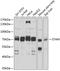 Signal Transducing Adaptor Molecule antibody, GTX64764, GeneTex, Western Blot image 