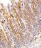 Cytochrome C1 antibody, PA5-72170, Invitrogen Antibodies, Immunohistochemistry frozen image 