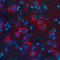 Proopiomelanocortin antibody, A00305, Boster Biological Technology, Immunohistochemistry frozen image 