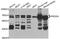 Proline dehydrogenase, mitochondrial antibody, TA332947, Origene, Western Blot image 