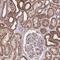 Nudix Hydrolase 21 antibody, NBP2-13682, Novus Biologicals, Immunohistochemistry frozen image 