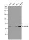 Zinc Finger Protein 266 antibody, NBP2-20982, Novus Biologicals, Western Blot image 