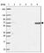 Adaptor Related Protein Complex 5 Subunit Mu 1 antibody, HPA055768, Atlas Antibodies, Western Blot image 