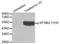 Ephrin B2 antibody, abx000386, Abbexa, Western Blot image 