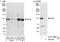 Integrator Complex Subunit 4 antibody, A301-296A, Bethyl Labs, Western Blot image 