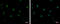 DEAD-Box Helicase 23 antibody, GTX115234, GeneTex, Immunofluorescence image 