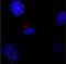 Telomeric Repeat Binding Factor 1 antibody, GTX70304, GeneTex, Immunocytochemistry image 