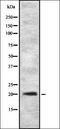 Gastrokine 2 antibody, orb335235, Biorbyt, Western Blot image 