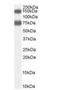 ACOX2 antibody, NBP1-06011, Novus Biologicals, Western Blot image 