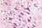 Adenosine A1 Receptor antibody, GTX78159, GeneTex, Immunohistochemistry paraffin image 