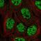 Apolipoprotein B MRNA Editing Enzyme Catalytic Subunit 3B antibody, NBP2-56411, Novus Biologicals, Immunofluorescence image 