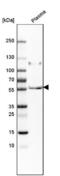 Peptidase Inhibitor 16 antibody, NBP1-92254, Novus Biologicals, Western Blot image 