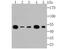 Eukaryotic Translation Elongation Factor 1 Alpha 1 antibody, A02141-1, Boster Biological Technology, Western Blot image 