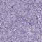 Neurogranin antibody, NBP2-32655, Novus Biologicals, Immunohistochemistry paraffin image 