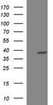 Phytanoyl-CoA dioxygenase, peroxisomal antibody, TA590580, Origene, Western Blot image 