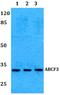Cell cycle checkpoint protein RAD1 antibody, A01396, Boster Biological Technology, Western Blot image 