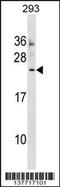 Motile Sperm Domain Containing 3 antibody, 59-387, ProSci, Western Blot image 