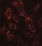 ADP Ribosylation Factor 6 antibody, NBP2-41263, Novus Biologicals, Immunofluorescence image 