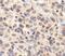 Trans-Golgi Network Protein 2 antibody, PA5-23068, Invitrogen Antibodies, Immunohistochemistry paraffin image 