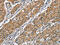 Coatomer Protein Complex Subunit Beta 1 antibody, CSB-PA114413, Cusabio, Immunohistochemistry paraffin image 