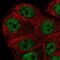 Peroxisomal Biogenesis Factor 10 antibody, NBP2-58492, Novus Biologicals, Immunocytochemistry image 