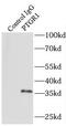 Prostaglandin Reductase 1 antibody, FNab06919, FineTest, Immunoprecipitation image 