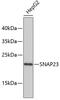 Synaptosome Associated Protein 23 antibody, 19-319, ProSci, Western Blot image 