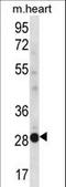 Non-Specific Cytotoxic Cell Receptor Protein 1 Homolog (Zebrafish) antibody, LS-C164768, Lifespan Biosciences, Western Blot image 